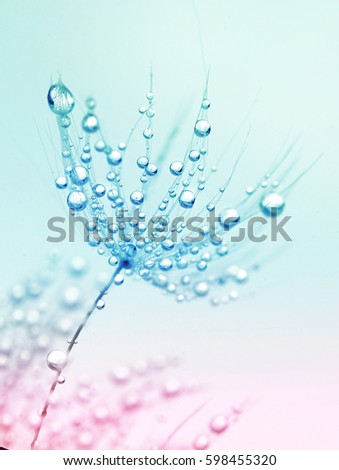 Beauty flower dandelion close-up macro in drops of dew rain  water on blue and pink background. Refined airy art image .