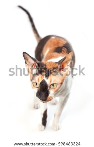Cornish Rex cat muzzle