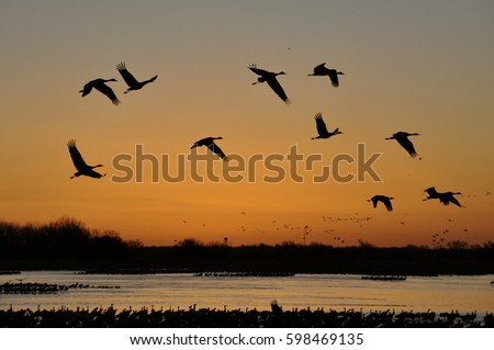 Sand hill cranes migration in Nebraska Royalty-Free Stock Photo #598469135