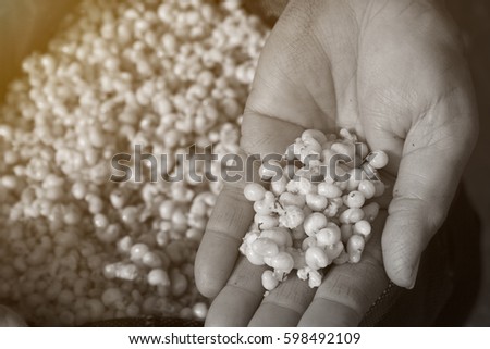 Black and white tone, Ant eggs in hand. ants eggs on a black colander.