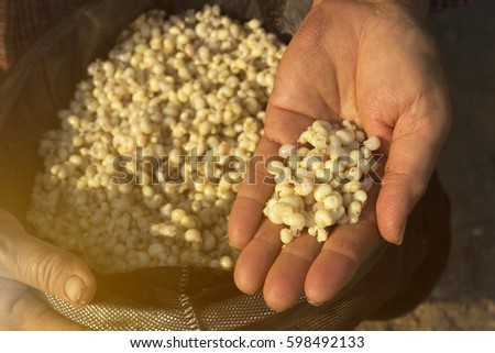 Ant eggs in hand. ants eggs on a black colander.