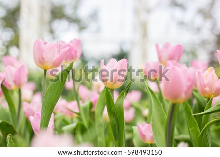 a lot of beautiful multicolored tulips growing on a field, flowers concept