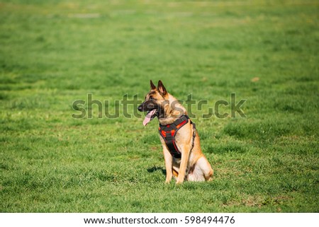 Malinois Dog Sit Outdoors In Green Summer Grass At Training. Trained Belgian Malinois Are Usually Active, Intelligent, Friendly, Protective, Alert And Hard-working. Royalty-Free Stock Photo #598494476