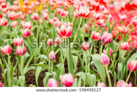 a lot of beautiful multicolored tulips growing on a field, flowers concept