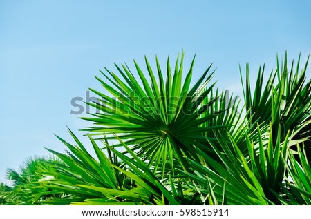 Copy space of tropical palm tree with sun light on blue sky and white cloud abstract background. Summer vacation and nature travel adventure concept. Vintage tone filter effect color style.