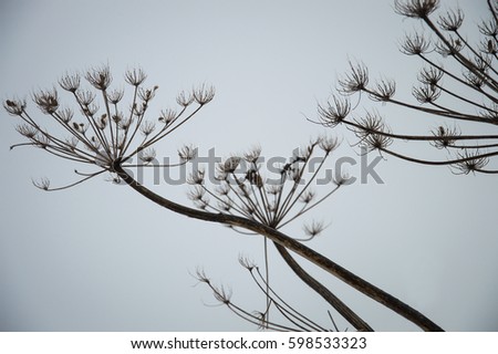 Giant hogweed or Heracleum sosnowskyi stems and dry seed pods silhouettes on blue sky background in dusk. Beautiful lines and shapes. A few seeds left in the pods. Focus on foreground. Selective focus