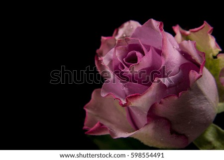 Purple Pink Rose