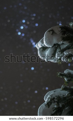 Branches of fir trees in snow starry night sky