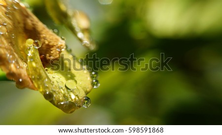 water drop on flower