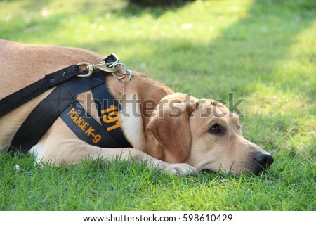 police dog Relaxing on Grass. Royalty-Free Stock Photo #598610429