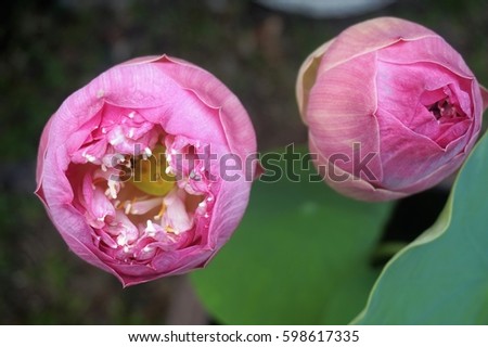 Lotus flower - symbol of Thailand. Lotus means peaceful for Buddhist religion.