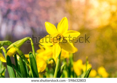 Close-up of a beautiful Yellow Daffodil (Narcissus ) in spring. View of a blooming Daffodils in Spring