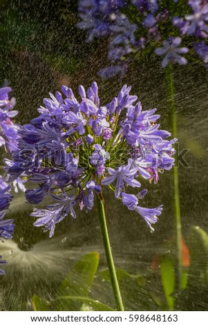 Flowers under jets of running water when watering.