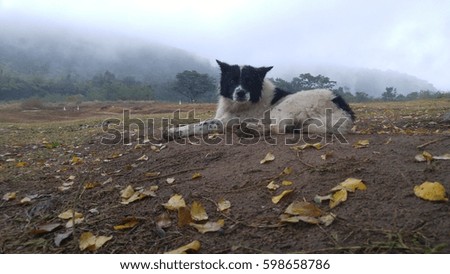 lonely dog lay down on the hill with cold weather