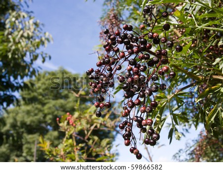 A cluster of Ripening Elderberries in late summer early autumn.