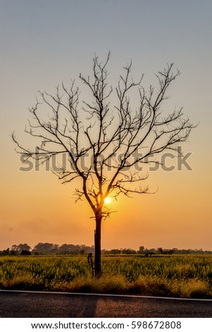 Silhouette  Leafless tree at sunset with orange sky in background