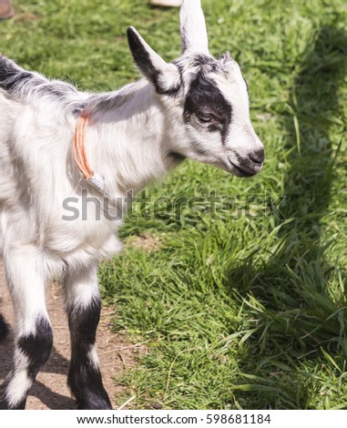 Baby Goat Entering the Picture