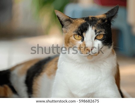 cat relaxation in the balcony blur background