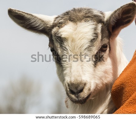Close up picture of a Baby Goat