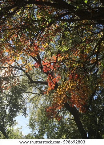 Colorful Leaves up to the sky