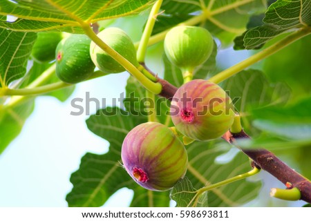Fig fruit Royalty-Free Stock Photo #598693811