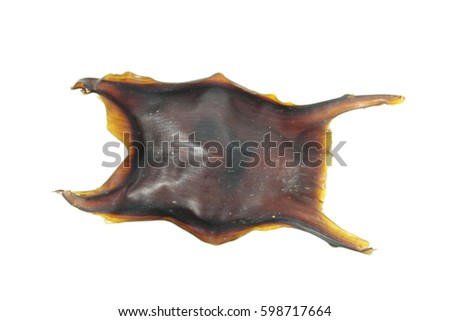 Egg case of a skate, also called Mermaid Purses, isolated on white background
