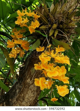 Close up of a Thai yellow orchid on a tree. 
