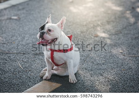 Dog French Bulldog in the park