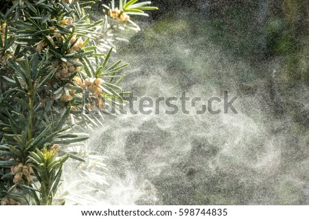 Large amount of pollen tree Royalty-Free Stock Photo #598744835