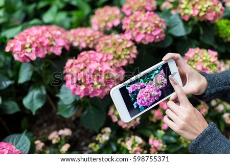 Woman taking photo on mobile phone with Hydrangea at garden