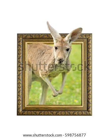 Kangaroo in old wooden frame with 3d effect