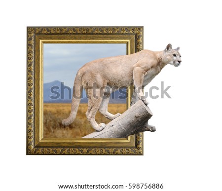 Puma in old wooden frame with 3d effect
