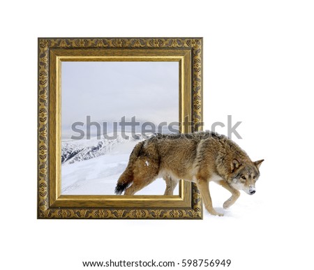 Wolf in old wooden frame with 3d effect