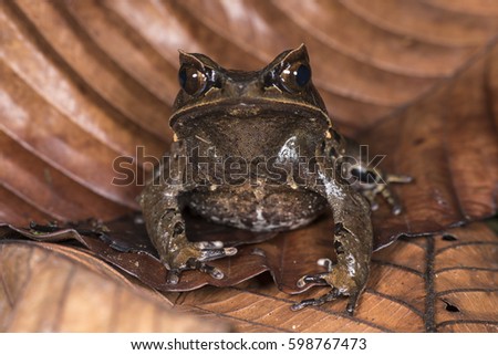 Borneo horned frog (Megophrys nasuta)

