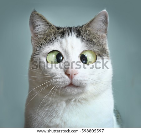 funny cat at ophthalmologist appointmet squinting close up portrait Royalty-Free Stock Photo #598805597
