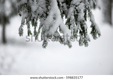 frozen countryside scene in winter with snow. forest view, trees in ice