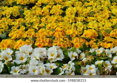spring yellow and white flowers