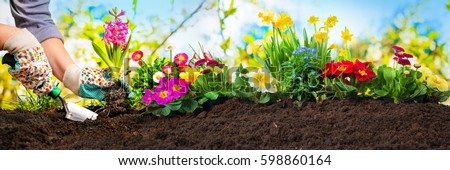 Planting flowers in sunny garden Royalty-Free Stock Photo #598860164