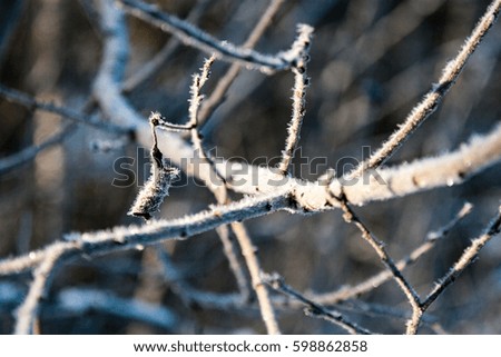 frozen countryside scene in winter with snow. snowy forest