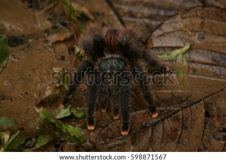 Detailed picture of tarantula