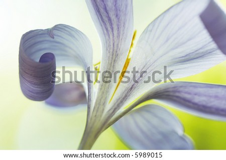 Delicate flower on blurs background