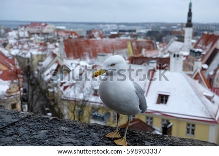 European herring gull, Seagull. Old town, Tallinn.