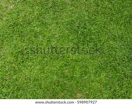 Fresh and lively green grass field texture background
