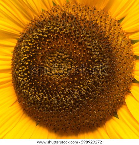 Flower of sunflower macro. Seeds and oil. Flat lay, top view