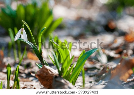 Beautiful snowdrop on bokeh background in sunny spring forest. Easter picture with copy space.