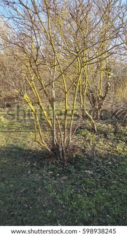 Leafless shrub in winter