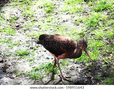 Beautiful bird walking and looking something for eat with natural background