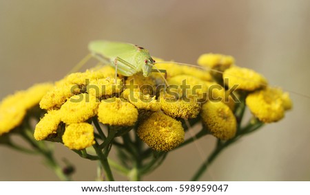 A rare species of a light-green grasshopper. An interesting insect with red eyes on a large yellow flower. A macro of a bug clearly shows all its structure and small parts.