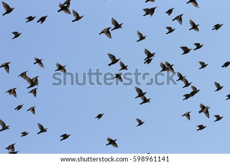 A flock of starlings in flight. A dynamic snapshot of migratory birds. A group of birds as a matrix on a blue sky. The black starling is also a songbird. They teach already quite large chicks to fly.