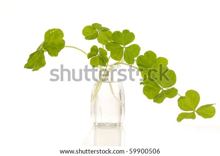 a bouquet three leaf clover in vase